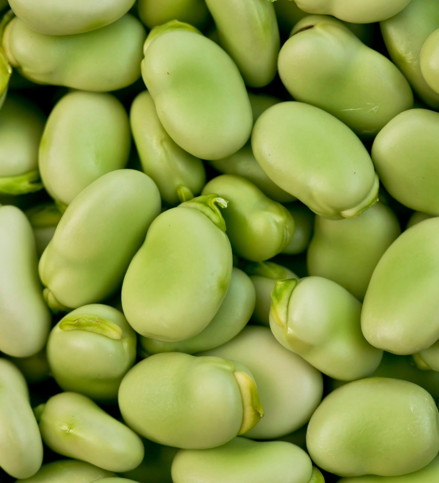 Green fava beans — Al Ghareeb
